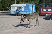 Last summer in Lapland